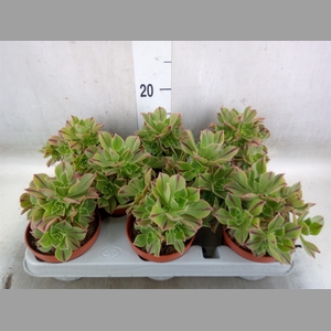 Aeonium   ...