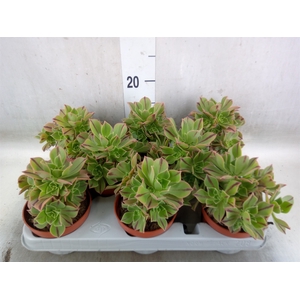 Aeonium   ...