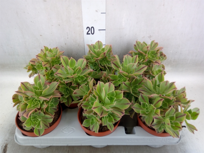 <h4>Aeonium   ...</h4>