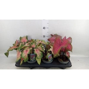 Caladium   ...mix
