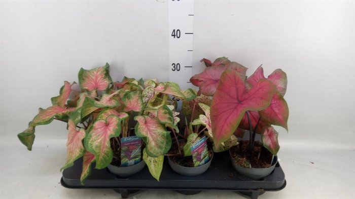 <h4>Caladium   ...mix</h4>