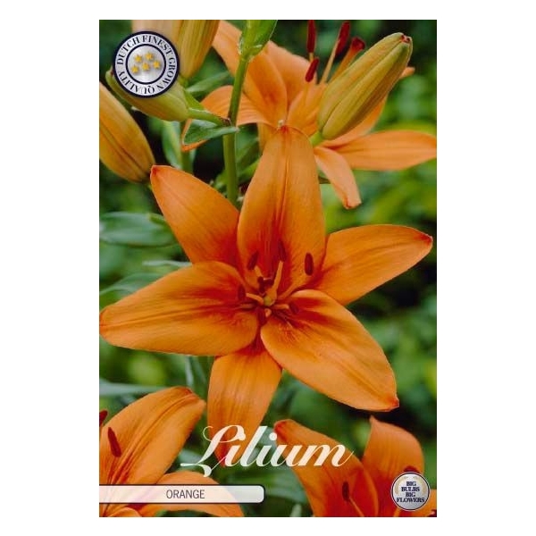 <h4>Lilium Asiatic Orange x2 16/18</h4>