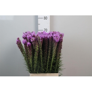 Liatris Spicata
