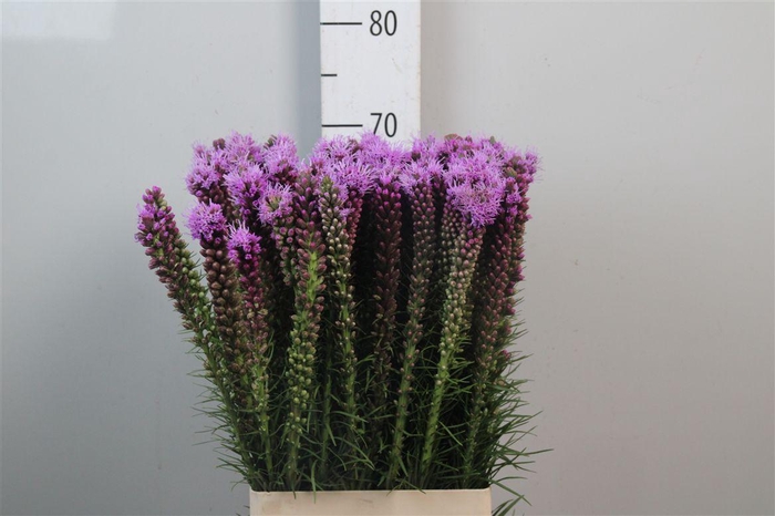 <h4>Liatris Spicata</h4>