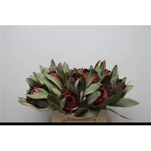 Protea African Queen