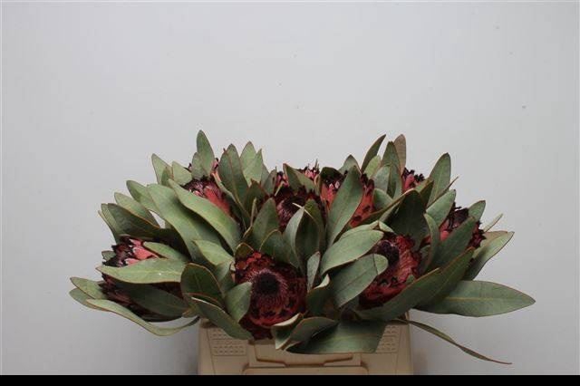 <h4>Protea African Queen</h4>