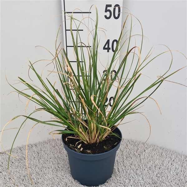 <h4>Cortaderia Sel. Pumila P19</h4>