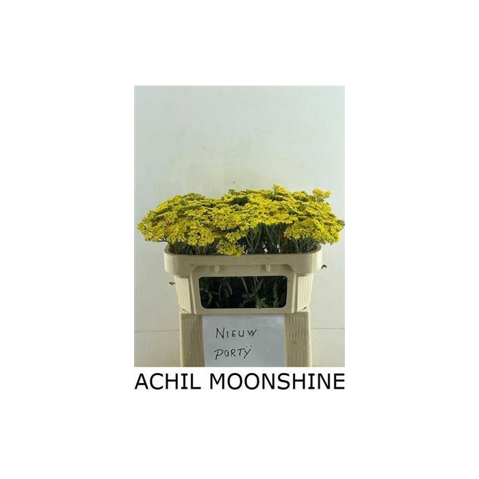<h4>Achil Moonshine</h4>