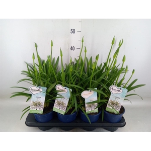 Agapanthus  'Amourette Superb Whit'