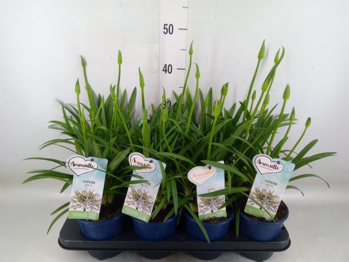 <h4>Agapanthus  'Amourette Superb Whit'</h4>