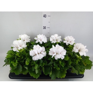Pelargonium gran. ..