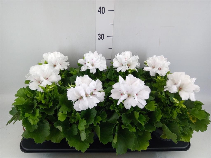 <h4>Pelargonium gran.   ..</h4>