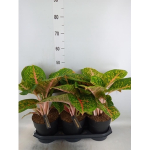 Aglaonema  'Spring Red'