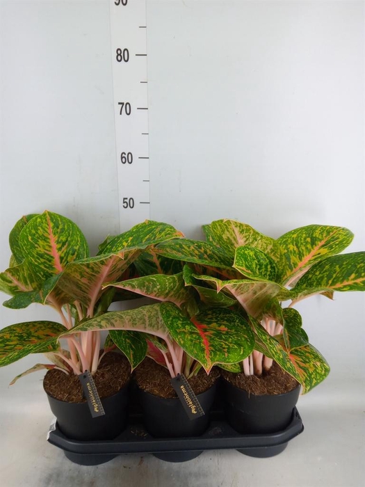 <h4>Aglaonema  'Spring Red'</h4>