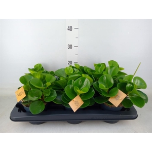 Peperomia obt. 'Green Gold'