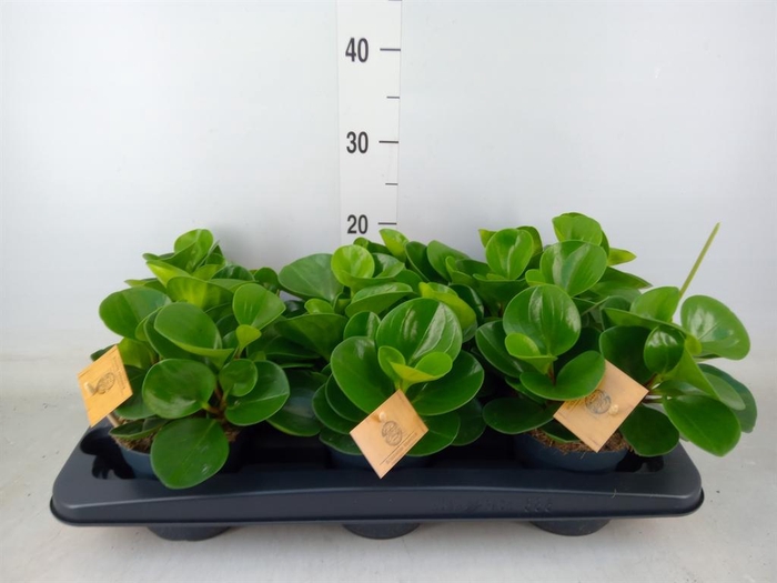 <h4>Peperomia obt. 'Green Gold'</h4>