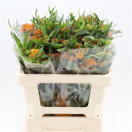 <h4>ASCLEPIA TUBEROSA ASCLEPIAS TUBEROS</h4>
