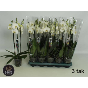 PHAL WHITE NOTTINGHAM 3 TAK