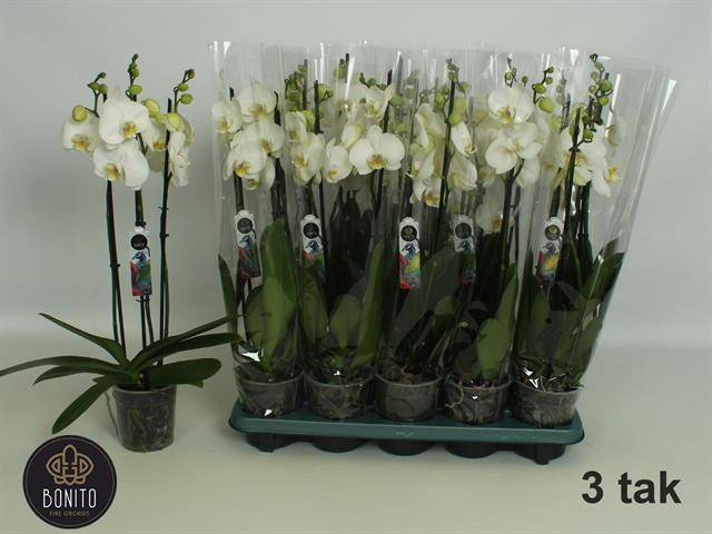 <h4>PHAL WHITE NOTTINGHAM 3 TAK</h4>