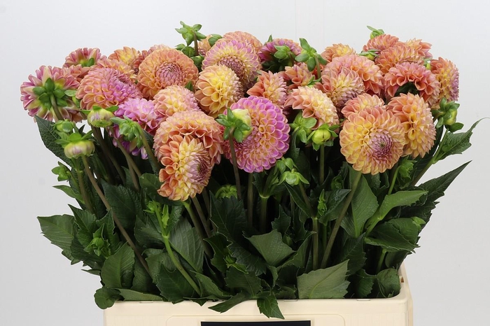 <h4>Dahlia Caitlin's Joy</h4>