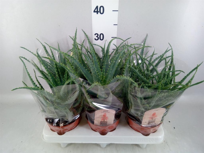 <h4>Aloe arborescens</h4>