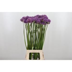 Allium Gladiator