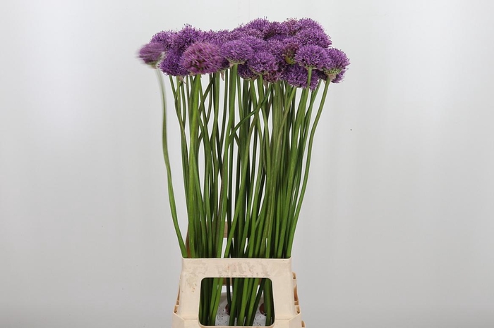 <h4>Allium Gladiator</h4>