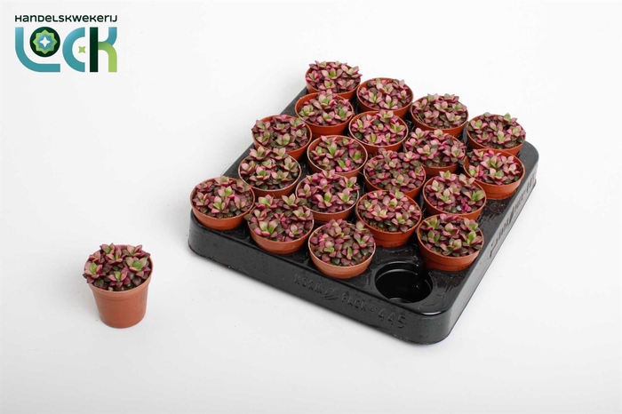 <h4>Succulents   ...</h4>