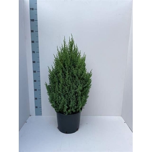 Juniperus chinensis Stricta