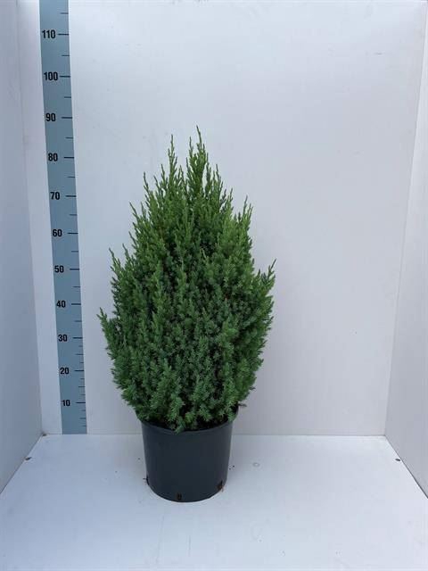 <h4>Juniperus chinensis Stricta</h4>