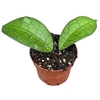 Hoya Overig Clemensiorum Short Leaf