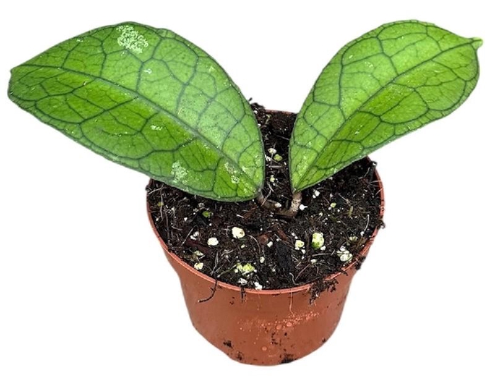 Hoya Overig Clemensiorum Short Leaf