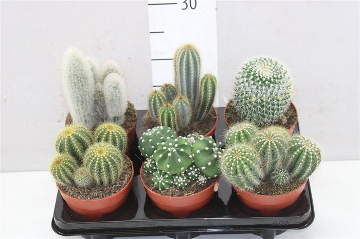 <h4>Cactus Gemengd</h4>