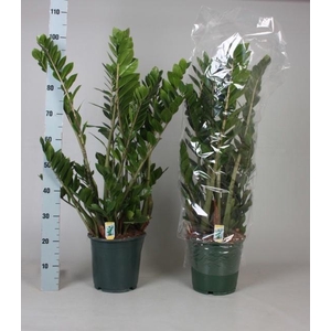 ZAMIO ZAMIIFOLIA