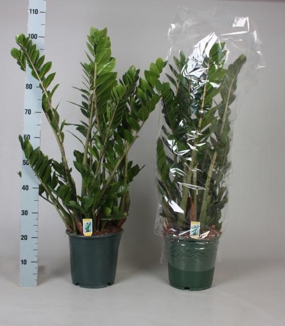 <h4>ZAMIO ZAMIIFOLIA</h4>