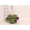 Hangpotten 23 cm Petunia Cobalt Blue