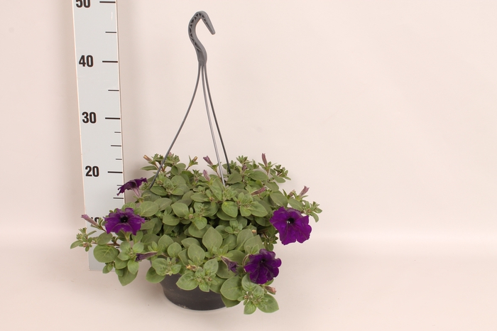 <h4>Hangpotten 23 cm Petunia Cobalt Blue</h4>