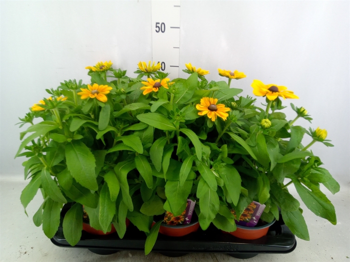 <h4>Rudbeckia   ...</h4>