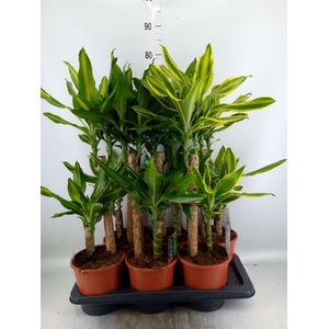 Dracaena frag.   ...mix 3