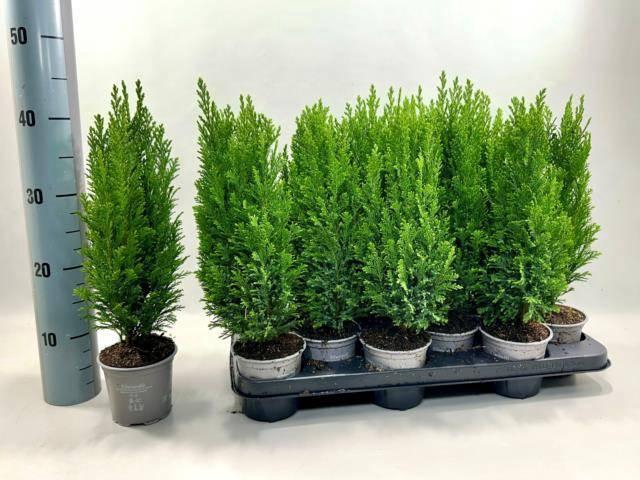 <h4>CHAM L ELLWOODII</h4>