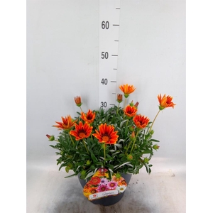 Gazania rig. 'Highland Orange'