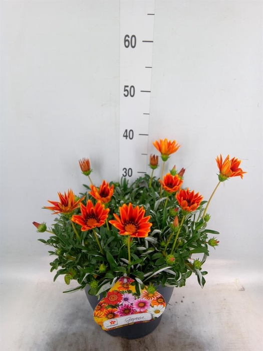 <h4>Gazania rig. 'Highland Orange'</h4>
