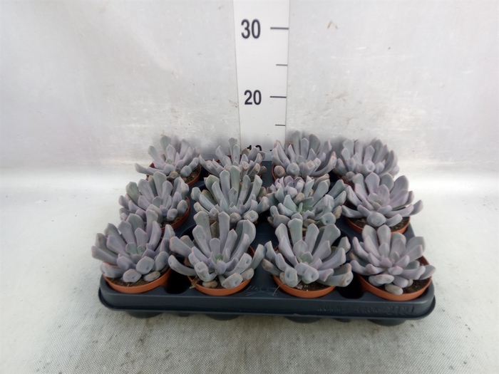 Echeveria   ...