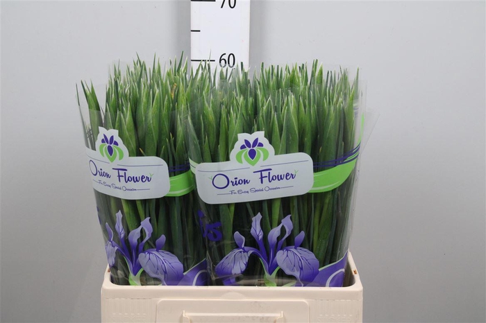 <h4>Iris Miss Saigon</h4>