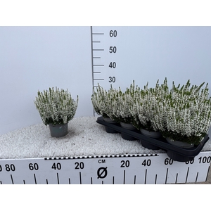 CALLU BL VERENKA