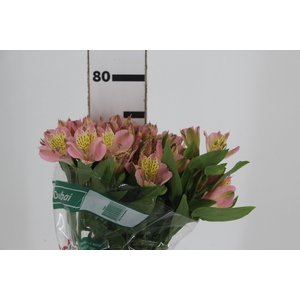 ALSTROEMERIA DUBAI 080 CM