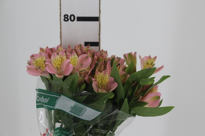 <h4>ALSTROEMERIA DUBAI 080 CM</h4>