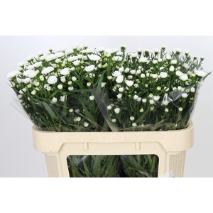 Aster Pretty Wendy