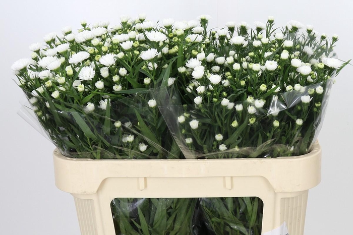 <h4>Aster Pretty Wendy</h4>