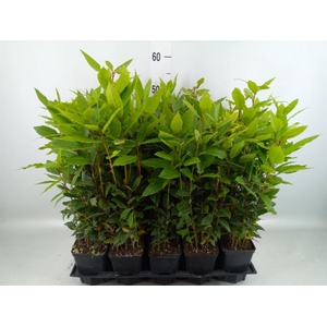Laurus nobilis
